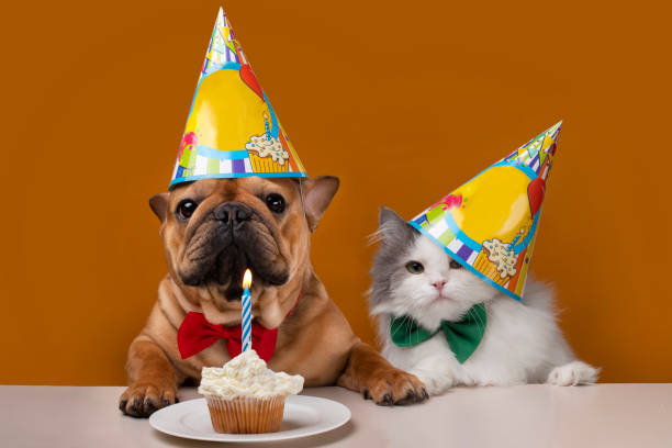cat and dog party supplies