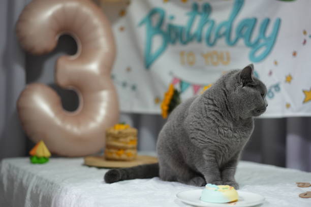 cat birthday party