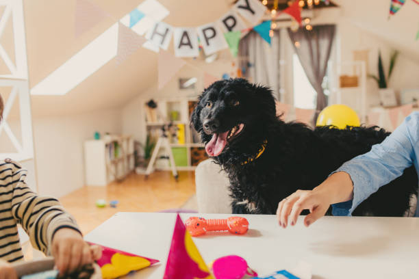 pet party supplies