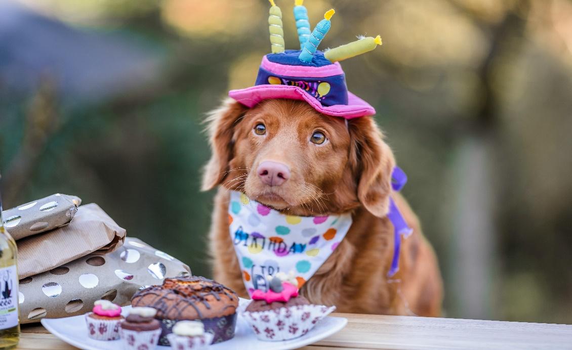 Brown Dog celebrating its birthday