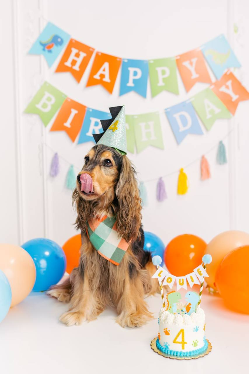 A Dog wearing a birthday puppy birthday hat with backdrop